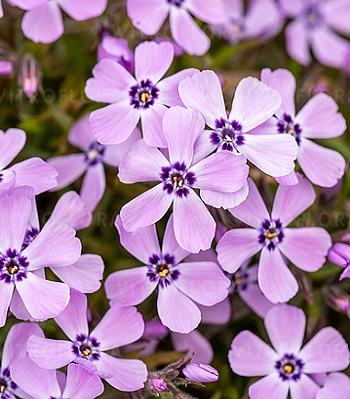 Флокс шиловидний "Benita"