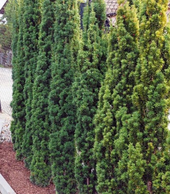 Тис середній "Stricta Viridis"