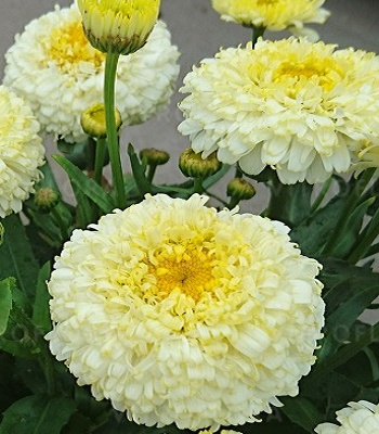 Ромашка "Luna" 