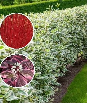Дерен білий "Sibirica Variegata"