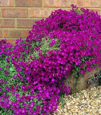 Обрієта "Rock On Pink"