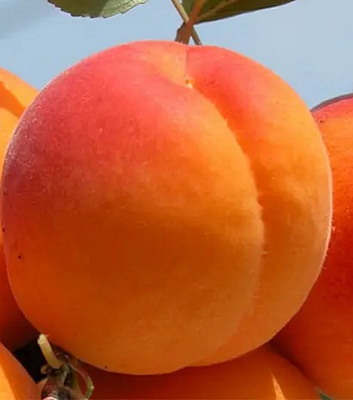 Абрикос Харкот 