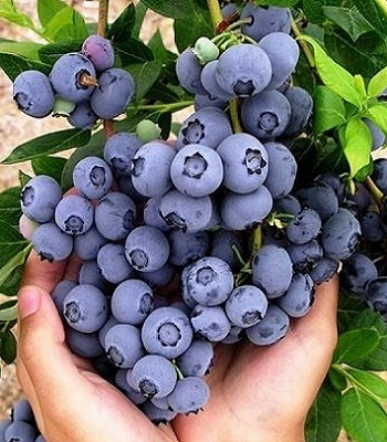 Лохина "Meader"