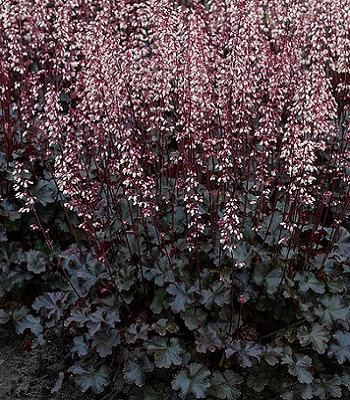 Гейхера "Rockies Black" 