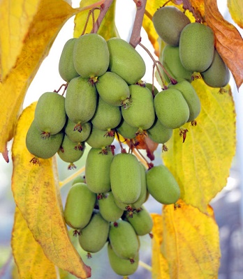 Актинідія аргута "Lucy" 