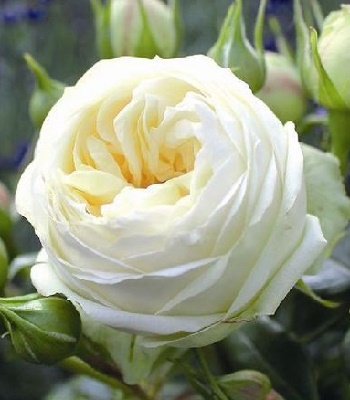 Троянда піон "Wedding Piano" 