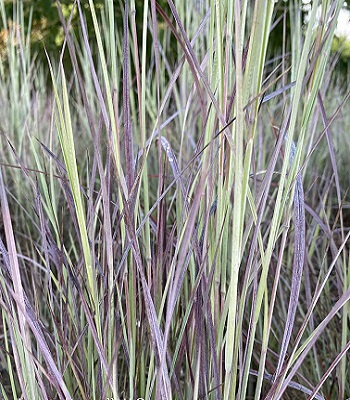 Schizachyrium scoparium "Twilight Zone"