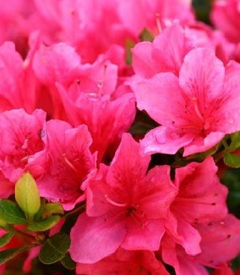 Азалія японська "Drapa"