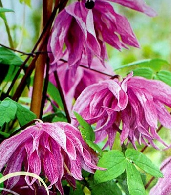 Клематис (княжик) "Purple Dream" 