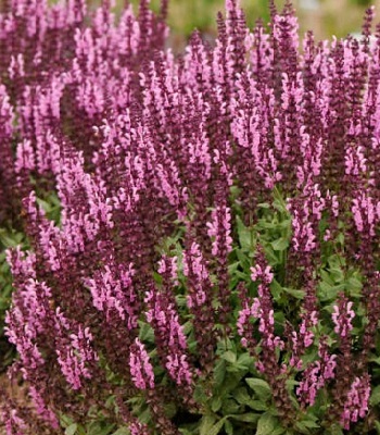 Шавлія "Sensation" Deep Rose Imp."
