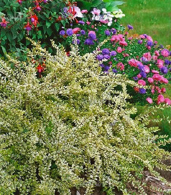 Жимолость шапочна "Variegata" 