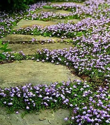 Мазус "Purple" 