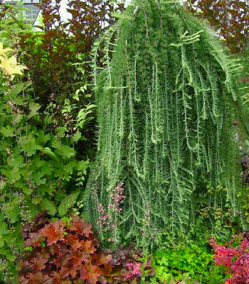 Модрина японська "Pendula" (Привита на штамбі)