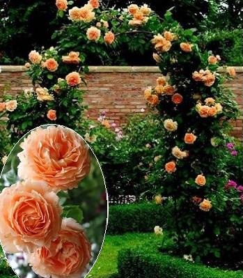 Троянда плетиста "Полька 91"