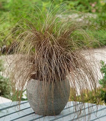 Carex "Bronze" 