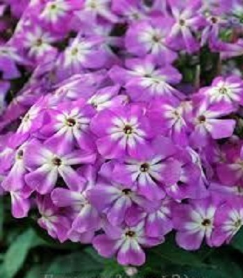 Флокс "Flame" Pro Purple" 