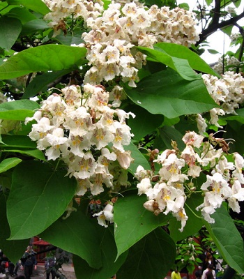 Катальпа бігнонієвидна