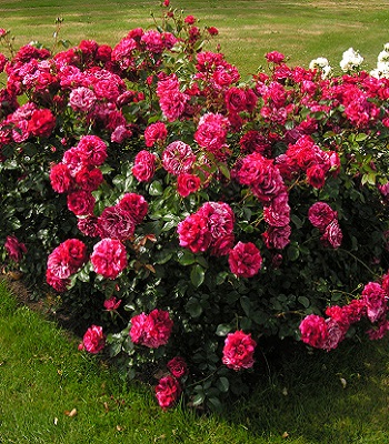 Троянда флорибунда "Deep Impression"