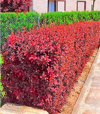 Барбарис "Atropurpurea" 