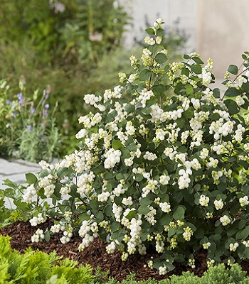 Сніжноягідник "Magical Galaxy" 