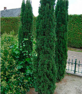 Тис ягідний "Fastigiata Robusta" 