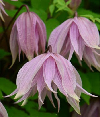 Клематис (княжик) "Pink Dream" 