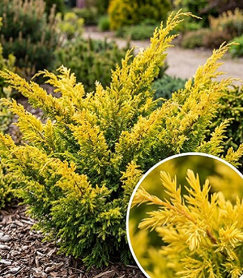 Ялівець китайський "Plumosa Aurea" 