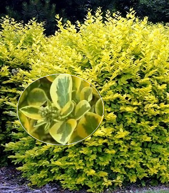 Бірючина золотиста "Aureum"