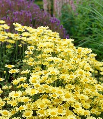 Антеміс гібридний "E.C. Buxton" 