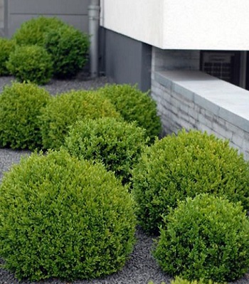 Самшит (1 шт) 