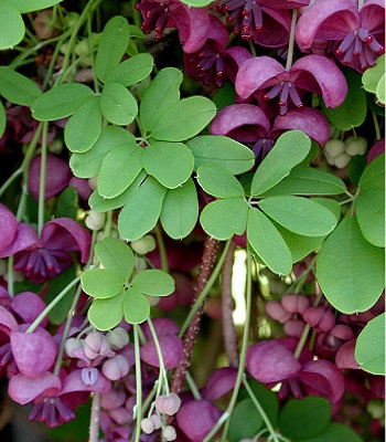 Акебія п'ятірна 