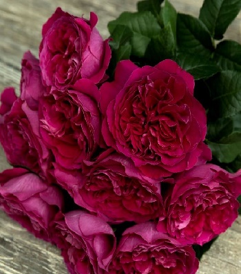 Троянда англійська "Kate"