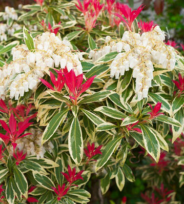 Пієріс японський "Flaming Silver"