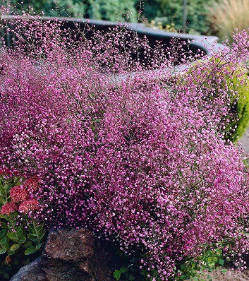 Рутвиця "Hewitt's Double"