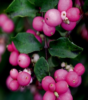 Сніжноягідник "Magic Berry" 