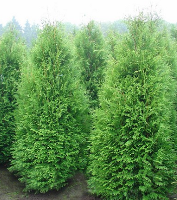 Туя західна "Aureospicata"
