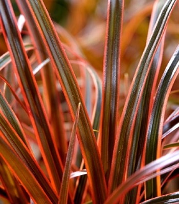 Uncinia rubra "Everflame" 