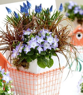 Uncinia rubra "Everflame" 