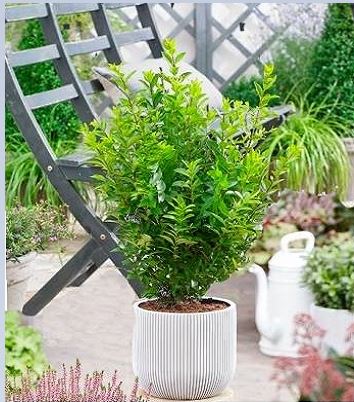 Бірючина "Little Green Diamond"