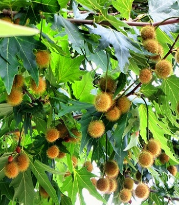 Платан кленолистий/лондонський