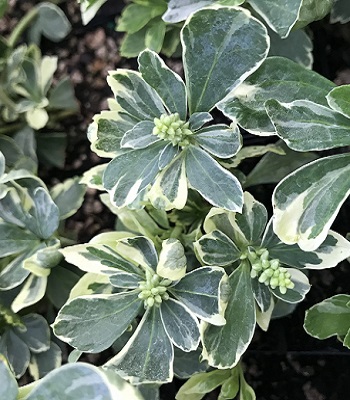 Пахісандра "Silver Edge"