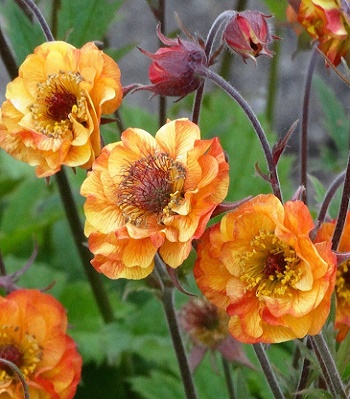 Гравілат "Cocktails "Alabama Slammer" 