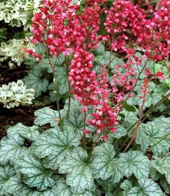 Гейхера "Paris" 