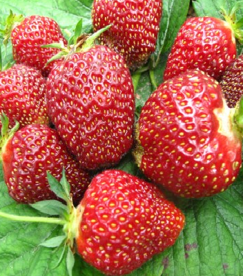 Полуниця (клубніка) "Румба" (10 шт).