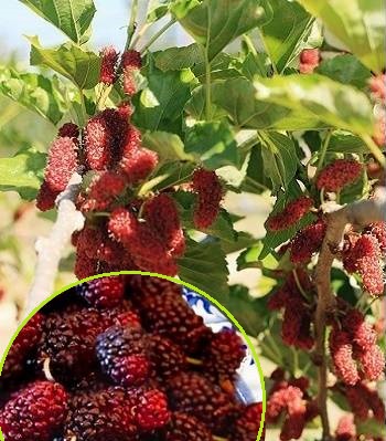 Шовковиця "Red No.2"