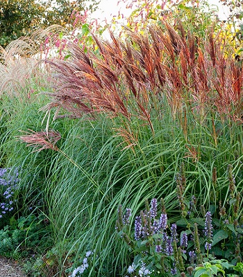 Miscanthus sinensis "Red Tower"