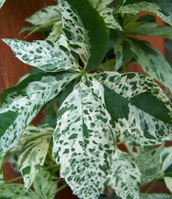 Виноград п'ятилистий "Star Showers" 