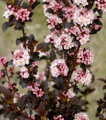 Пухироплідник "Little Devil"