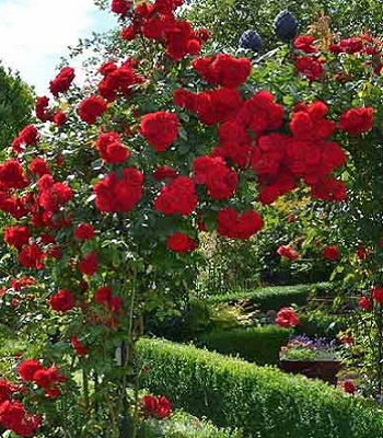 Троянда плетиста "Амадеус"