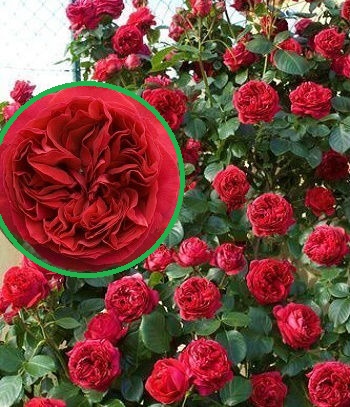 Троянда паркова "Red Eden Rose"